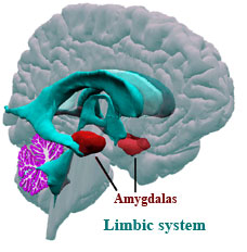 amygdala
