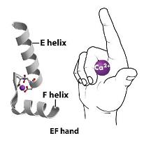 proteina EF-hand
