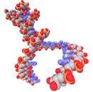 Sclerosi Multipla: la genetica reclama il suo ruolo.